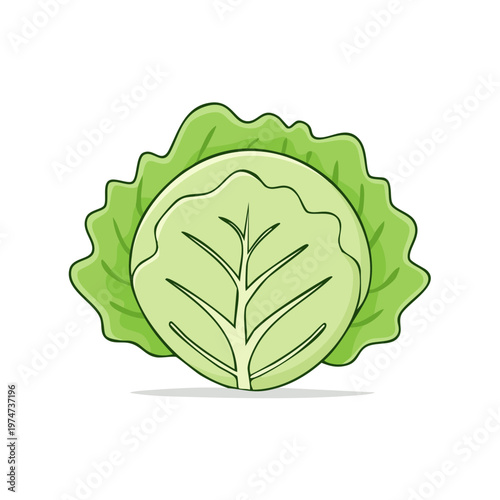 Fresh green cabbage illustration with detailed leafy texture and clean lines