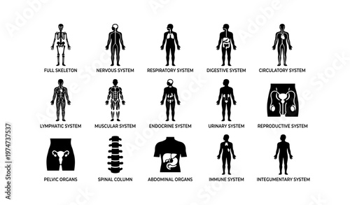Human body systems silhouettes: anatomy and physiology diagram