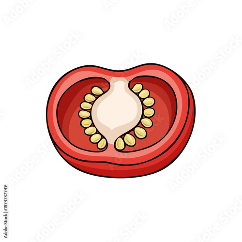Cross section of a ripe red tomato showing seeds and pulp