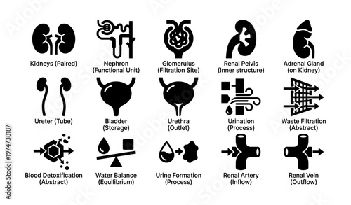 Medical icons set depicting urinary system functions and structures