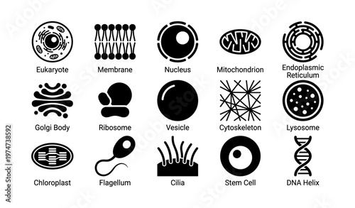Cell structures and organelles: eukaryote, mitochondrion, golgi body, chloroplast, dna helix
