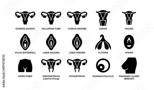 Female reproductive system diagram: anatomy and structures