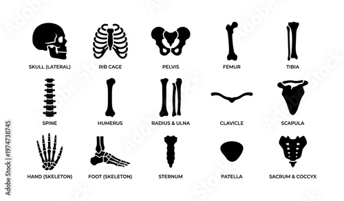 Human skeleton anatomy: skull, rib cage, pelvis, limbs, and more bone structures