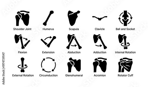 Human shoulder anatomy and movement: joints, bones, and rotations diagram