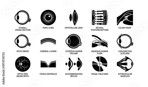 Anatomy of human eye: diagram of structure and functions