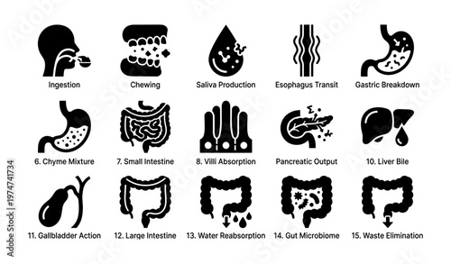 Digestive system icons: ingestion to waste elimination process stages