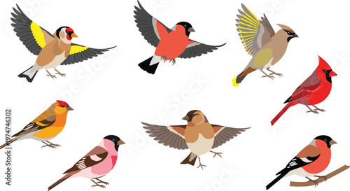 Bild auf Leinwand Colorful Songbird Collection with Various Small Birds in Different Poses for Wil