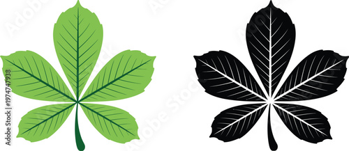 Fotografía Horse Chestnut Buckeye leaf vector silhouette and color vector illustration