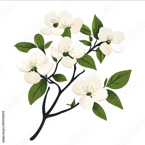 simple vector dogwood clipart illustration white background vector art style simple design flat illustration no shadows