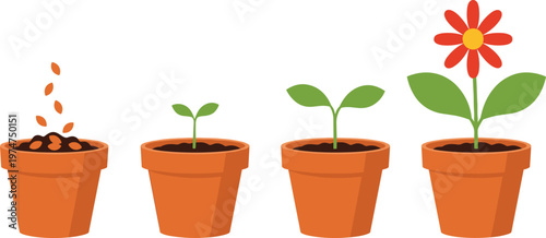 Plant Growth Stages Illustration Showing Seed Germination Sprout Seedling and Flowering Plant in Pots for Gardening Education and Nature Development Concept