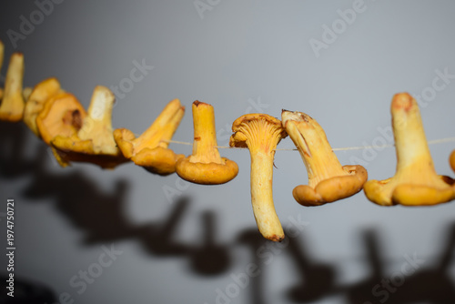 Dried chanterelle mushrooms hanging on string, natural food preservation