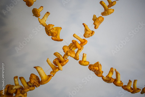 Dried chanterelle mushrooms hanging on string, natural food preservation