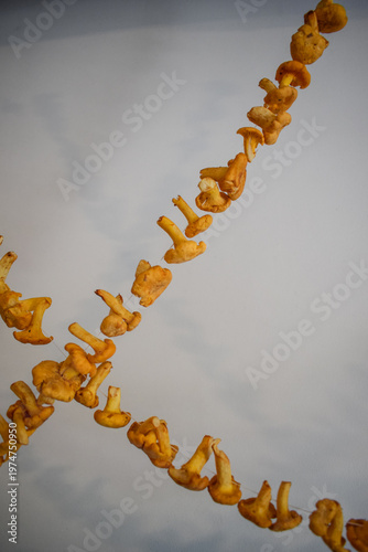 Dried chanterelle mushrooms hanging on string, natural food preservation