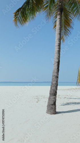 palm tree on the Maldives' beach