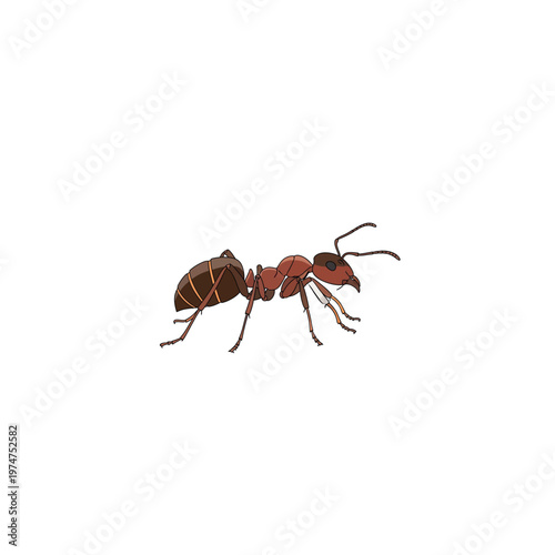 Brown Ant Closeup Side View.