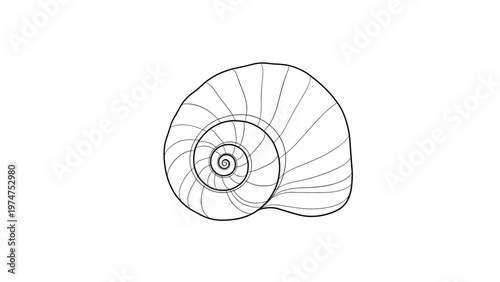 Minimalist black line art illustration of a spiraling nautilus shell showing its internal chambers on a white background.