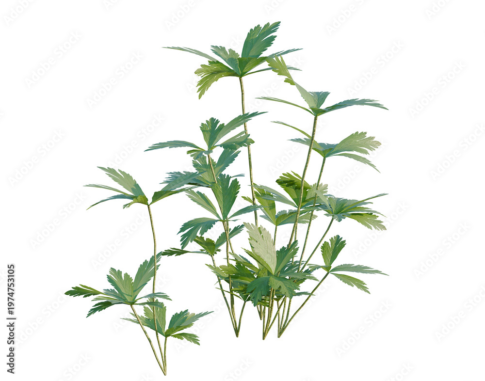 Obraz premium Anemone canadensis tree, elevation, front view, cutout, transparent background, isolate, Detailed Close-Up of Fresh Green Plant Leaves with Intricate Veins and Natural Texture