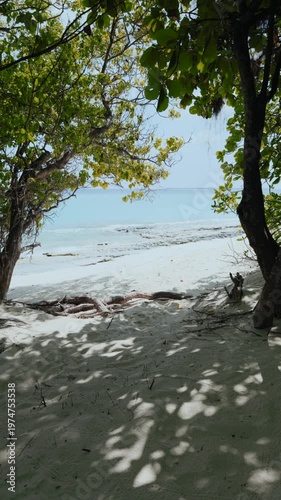 trees on the Maldives' beach