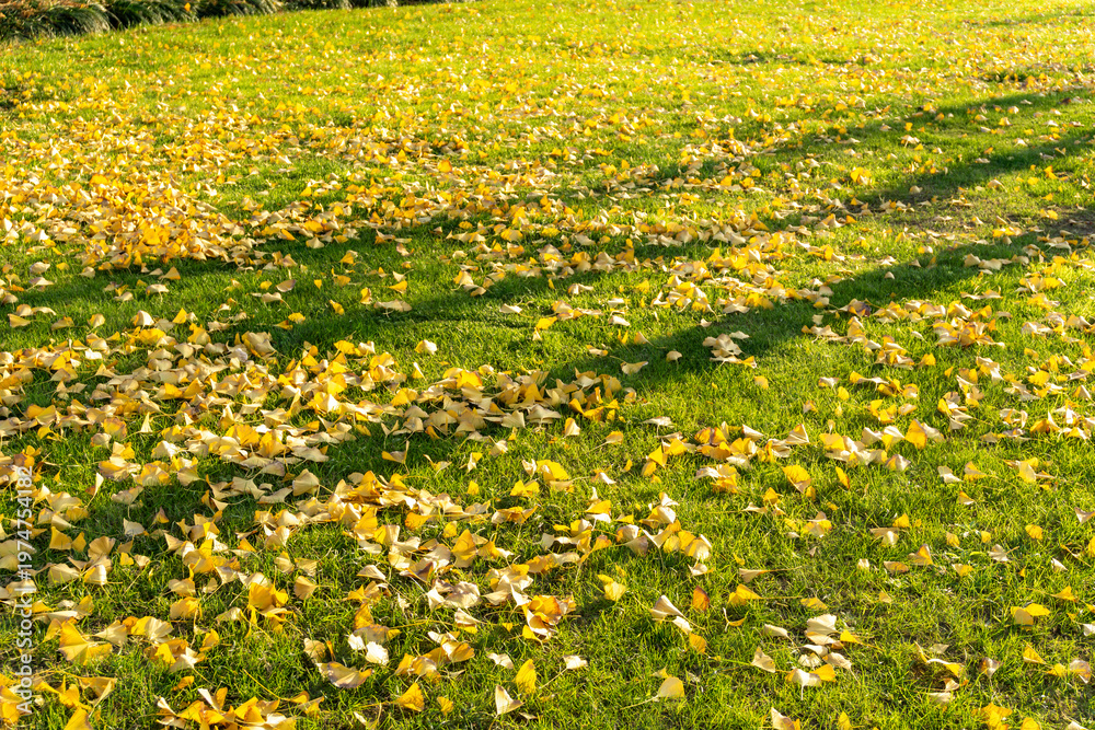 Obraz premium Autumn Leaves on Green Grass in Park