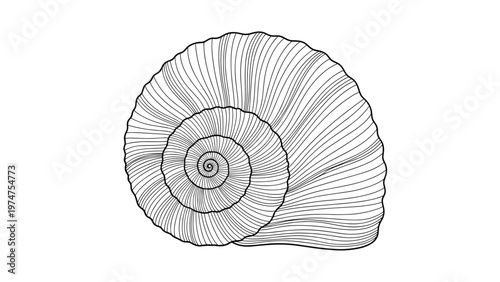 Intricate black and white engraving-style illustration of a large spiral shell captures realistic textures and fine details.