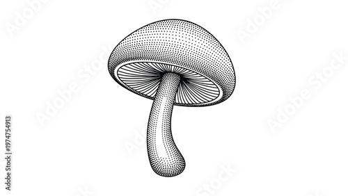 Detailed black and white stippled illustration of a single forest mushroom with gills visible under the cap on white background.
