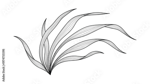 Detailed black and white engraving-style illustration of long flowing grass or seaweed stems isolated on a white background.