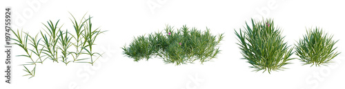 Fotografía Dianthus gratianopolitanus tree, elevation, front view, cutout, transparent back