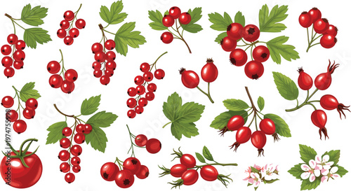 Red berries and fruits vector collection featuring currants, rose hips, cherries and botanical leaves in detailed hand drawn natural illustration style