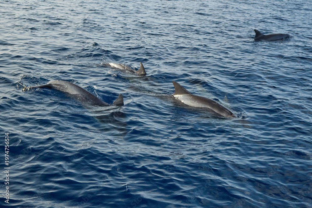 Obraz premium dolphins in the blue water