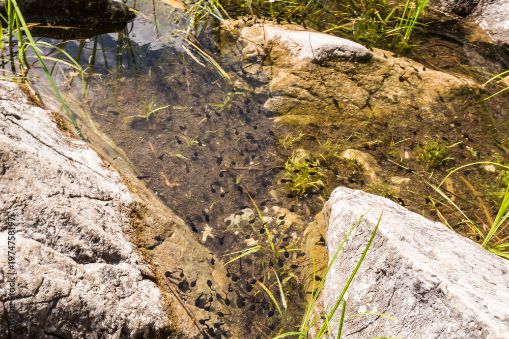 Fototapeta premium Many dark tadpoles swimming in shallow water over a sunlit rock in a pond of Frillensee lake with Zugspitze mountain reflections in the forest near Eibsee Lake