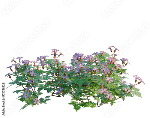 Foto Geranium robertianum tree, elevation, front view, cutout, transparent background, isolate, Delicate purple geranium flowers with lush green foliage, beautiful springtime floral nature
