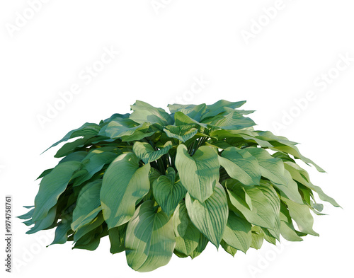 Photos Hosta tree, elevation, front view, cutout, transparent background, isolate, Close-up of vibrant green hosta leaves, showcasing intricate textures and natural beauty