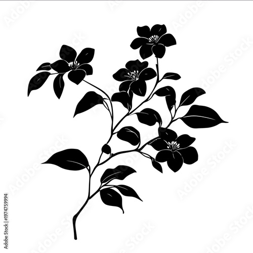 black silhouette dogwood on a white backgrounk vector
