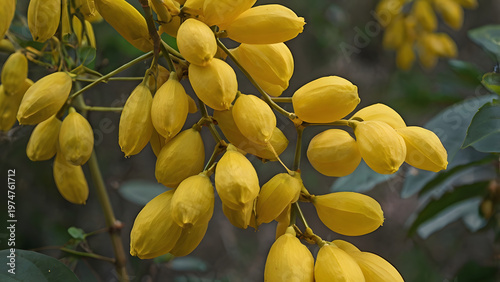 Cassia fistula