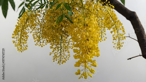 autumn leaves on a branch