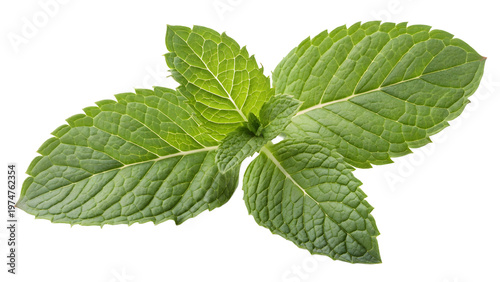 mint, png