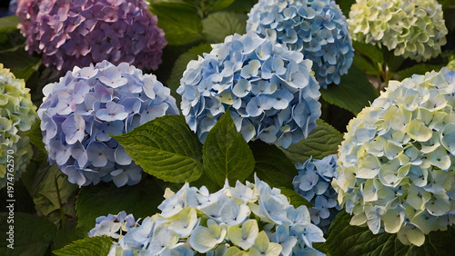 Hydrangea