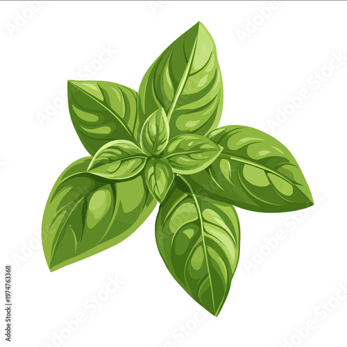 simple vector basil clipart illustration white background vector art style simple design flat illustration no shadows