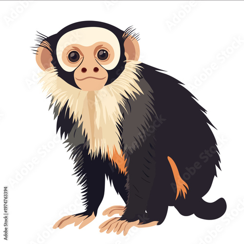 simple vector marmoset clipart illustration white background vector art style simple design flat illustration no shadows