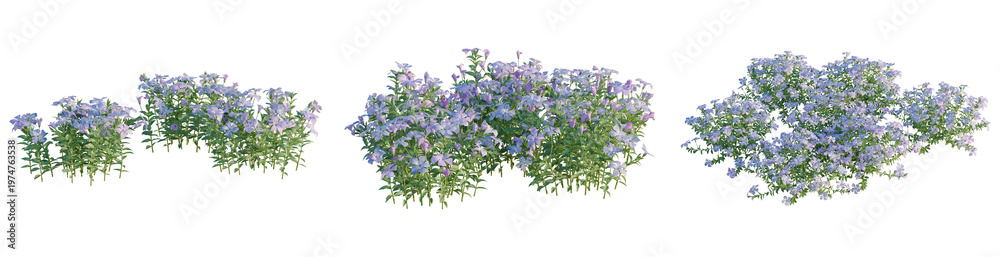 Obraz premium Vinca minor tree, elevation, front view, cutout, transparent background, isolate, Lush Green Leaves and Branches on a Transparent Background, Nature Elements for Design