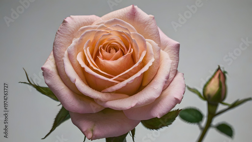 single pink rose