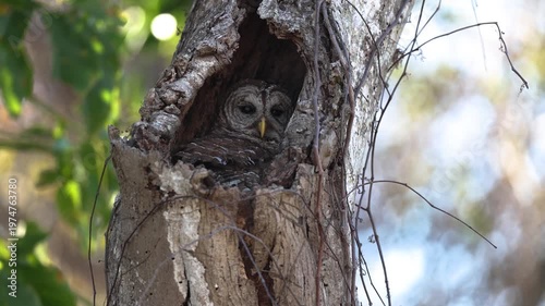 A barred owl in Florida 