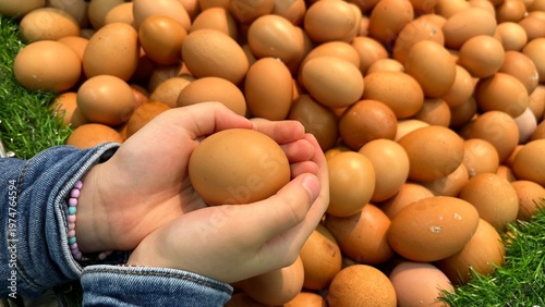 eggs in the farm