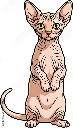 Bambino Cat standing on hind legs facing front cute illustration