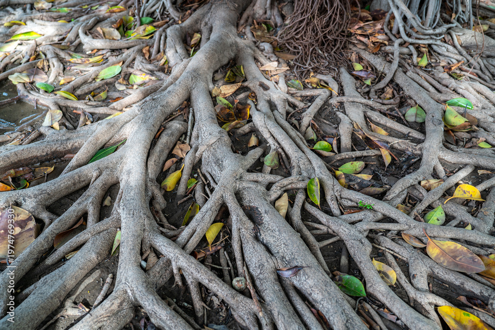 Naklejka premium Exposed Tree Roots Texture on Forest Ground Natural Pattern Background