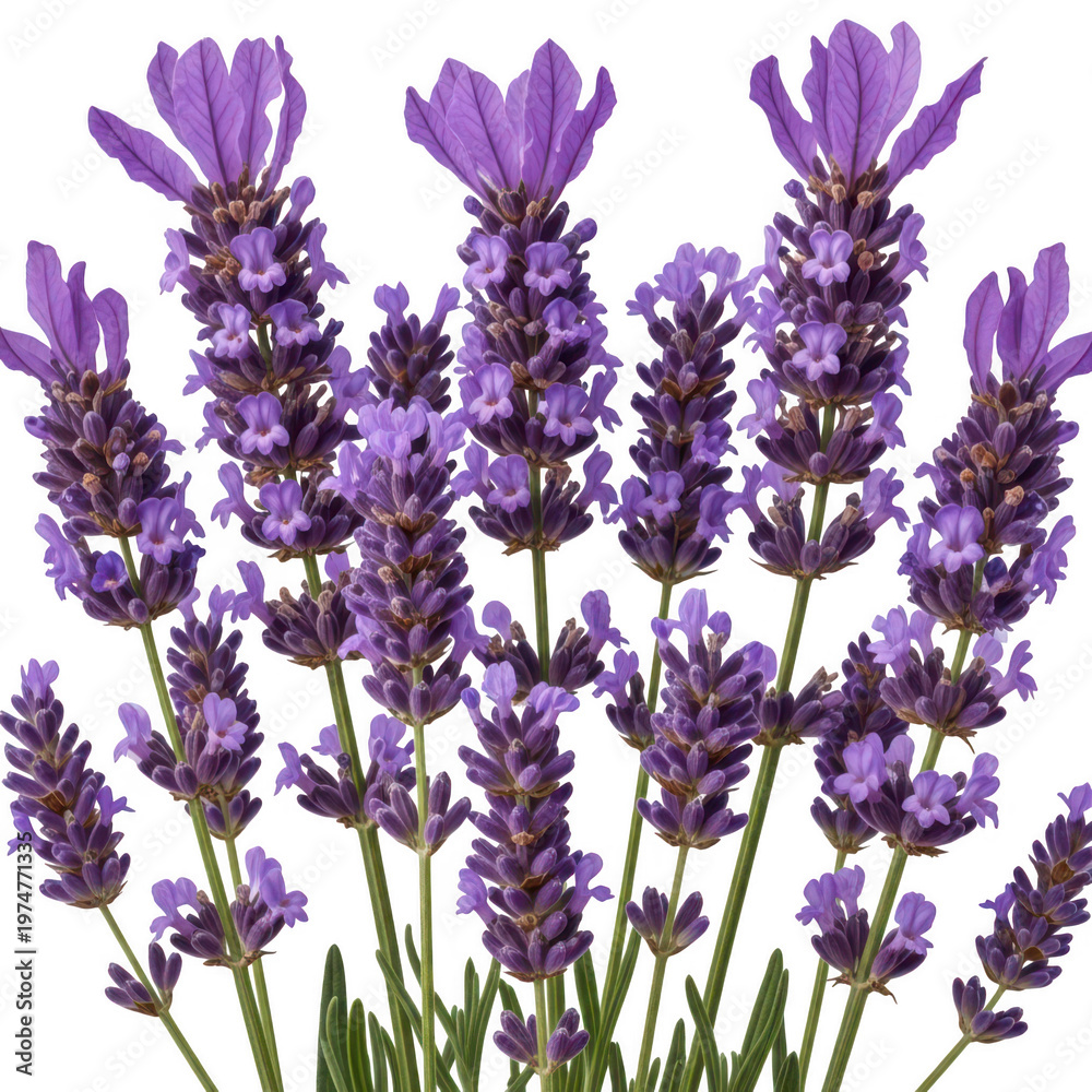 Fototapeta premium Fresh purple lavender flowers in a natural cluster arrangement isolated on transparent background