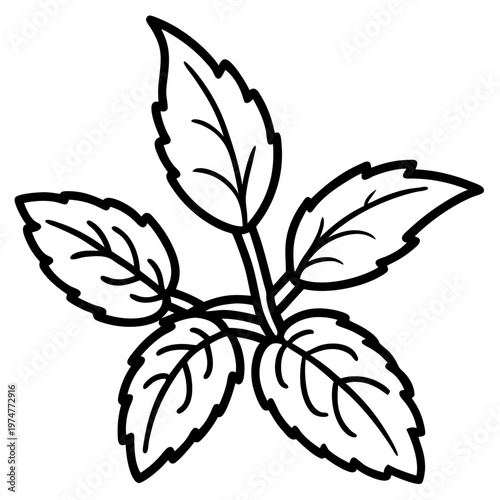 Stevia line art vector