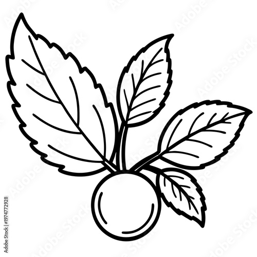 Stevia line art vector
