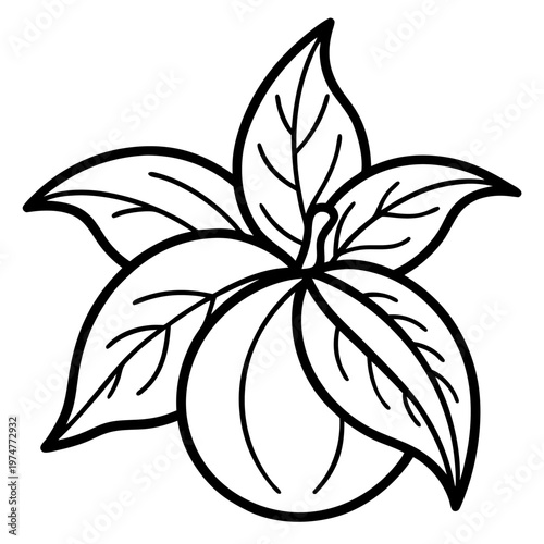Stevia line art vector