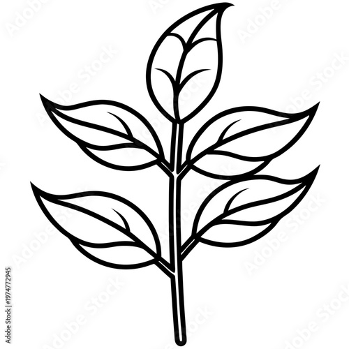 Stevia line art vector